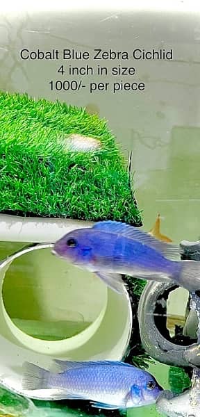 Fishes, Aquariums, Filters, Heaters (New and Used) for Sale. 7