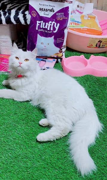 Any type of persian cats and kittens avail [0307/710/92/69] 3