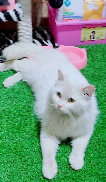 Any type of persian cats and kittens avail [0307/710/92/69] 5