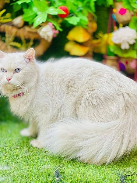 Any type of persian cats and kittens avail [0307/710/92/69] 1