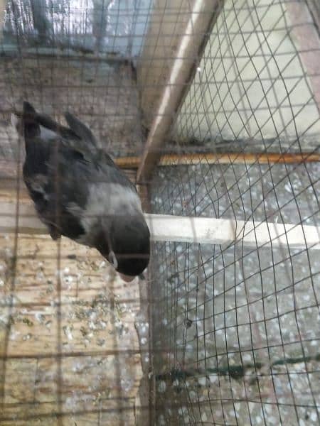 Blue fisher male x Black mask female fisheri breeder pair available 2