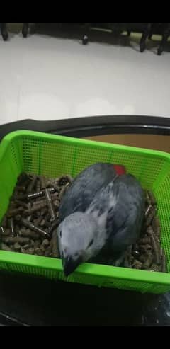 Grey parrot chick 1 time feed