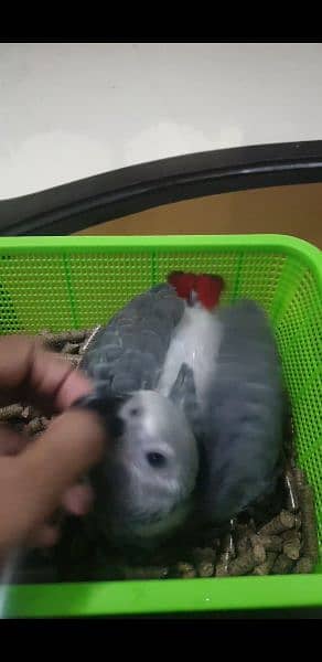 Grey parrot chick 1