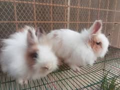 Teddybear Dwarf Rabbits Breeder Pair( female confirm pregnant