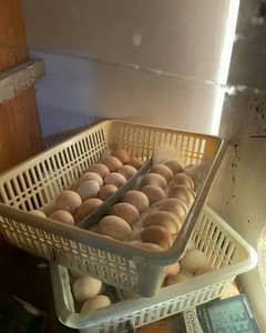 gray parots eggs for sale