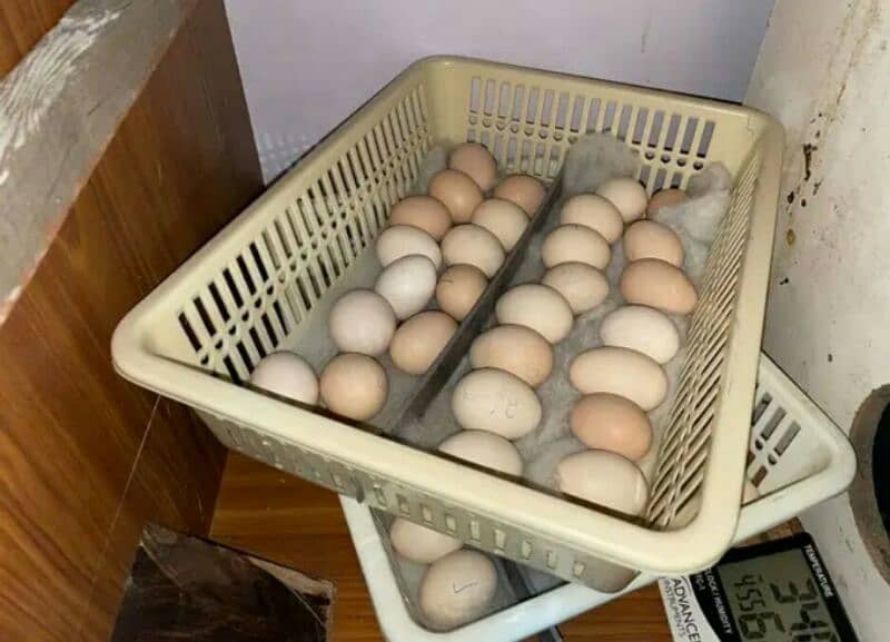 gray parots eggs for sale 1