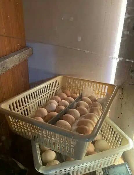 gray parots eggs for sale 2