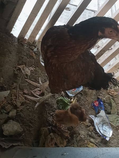 Aseel hen and 3chicks 1
