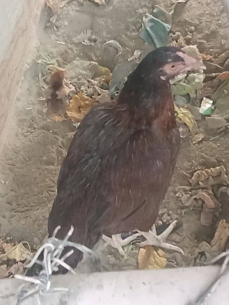 Aseel hen and 3chicks 3