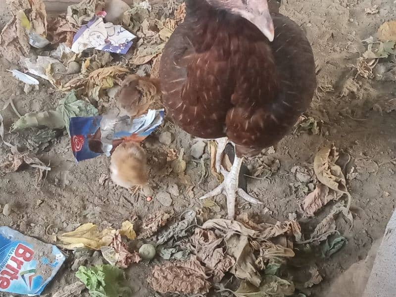 Aseel hen and 3chicks 5