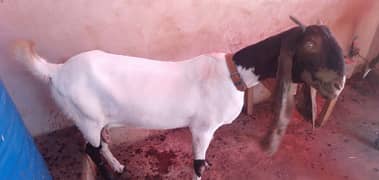 6 Dant pateri nasal goat abhi khali hai jumbo size may hai