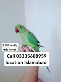 Final 6500 Hand Tamed Friendly Green Ring Neck Male Parrot Jumbo Size