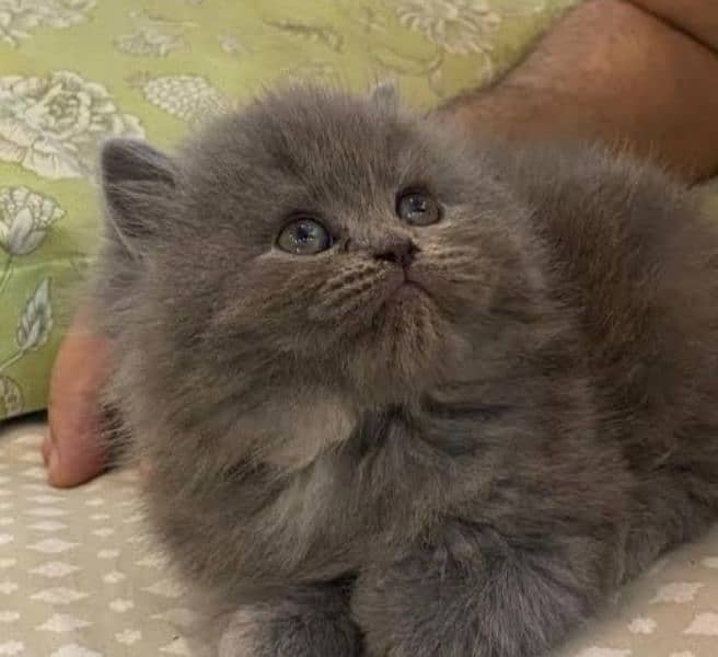 Beautiful fluffy kittens for sale 1