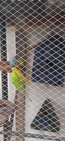 budgie,parrots 1