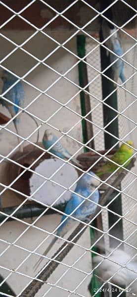 budgie,parrots 5