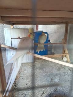 3 Cocktail (Common White Pair and 1 Male Urgent Sale