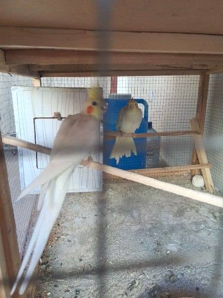 3 Cocktail (Common White Pair and 1 Male Urgent Sale 0