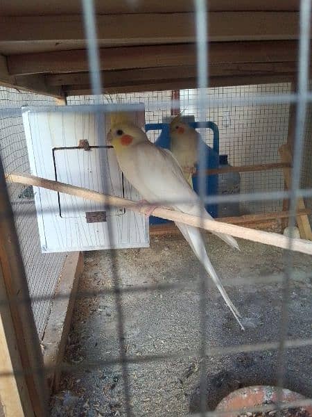 3 Cocktail (Common White Pair and 1 Male Urgent Sale 1