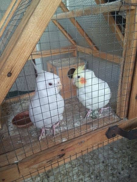 3 Cocktail (Common White Pair and 1 Male Urgent Sale 2