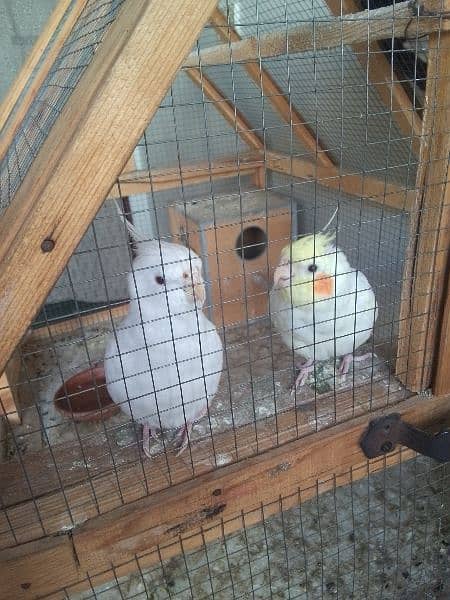 3 Cocktail (Common White Pair and 1 Male Urgent Sale 3