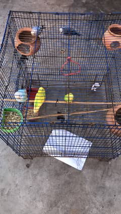 Australian parrots  with cage and two eggs