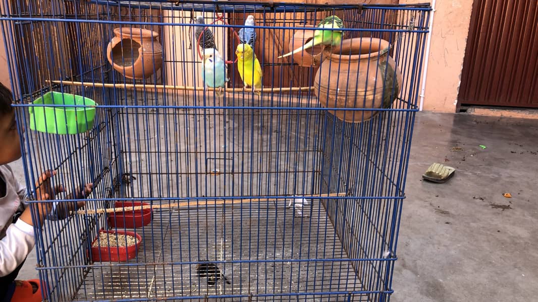 Australian parrots  with cage and two eggs 1