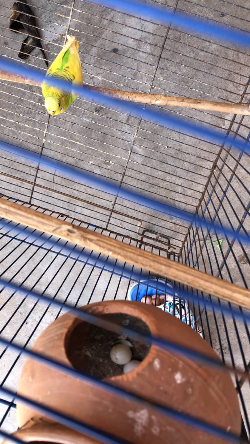 Australian parrots  with cage and two eggs 2