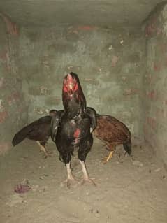 high quality aseel ke egg or chicks available ha