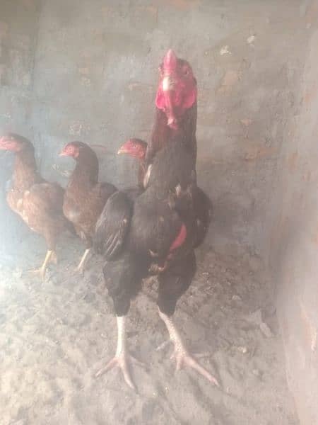 high quality aseel ke egg or chicks available ha 3