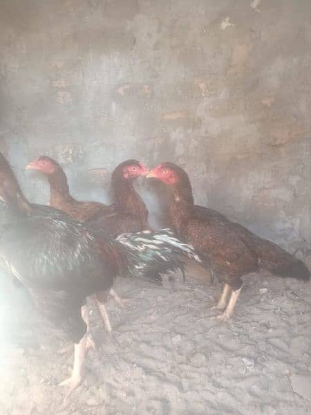 high quality aseel ke egg or chicks available ha 4