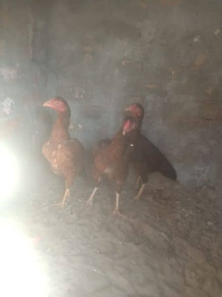 high quality aseel ke egg or chicks available ha 6