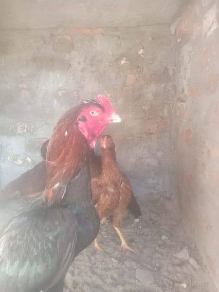 high quality aseel ke egg or chicks available ha 7