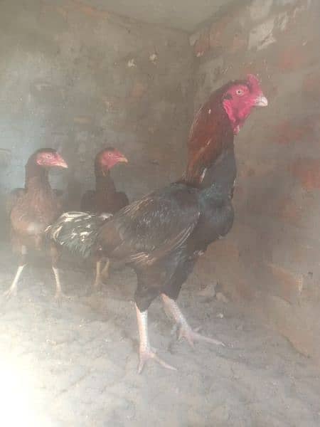 high quality aseel ke egg or chicks available ha 11