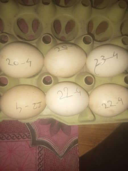 high quality aseel ke egg or chicks available ha 14