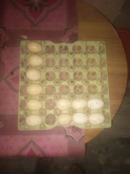 high quality aseel ke egg or chicks available ha 15