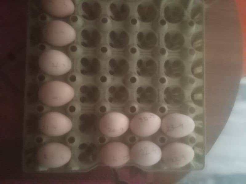 high quality aseel ke egg or chicks available ha 16
