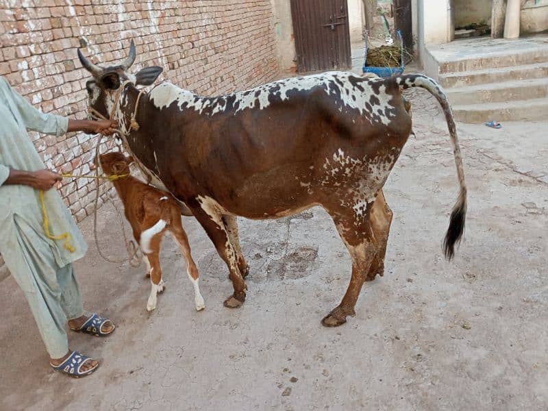 cow for sale 7