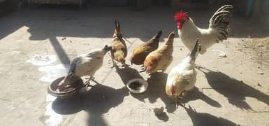 Desi hens murgiya egg laying or murga