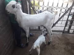 makhi cheeni / beetal / dogli / bakri / bakra / Goat for sale