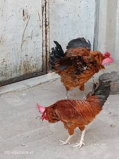 2 male hens are Available 1 year age