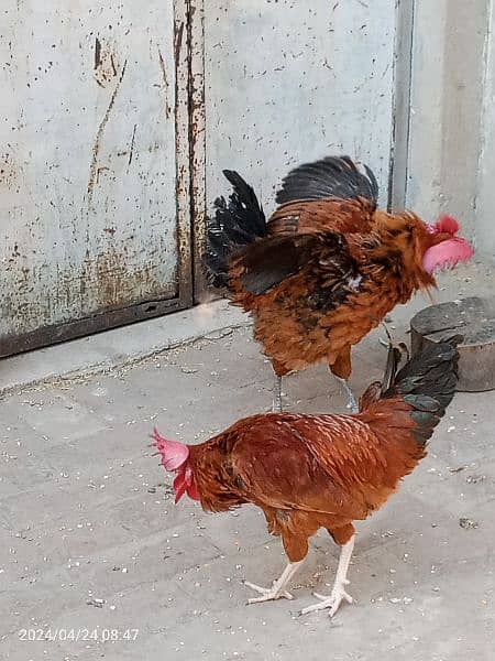 2 male hens are Available 1 year age 0