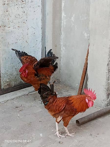 2 male hens are Available 1 year age 1