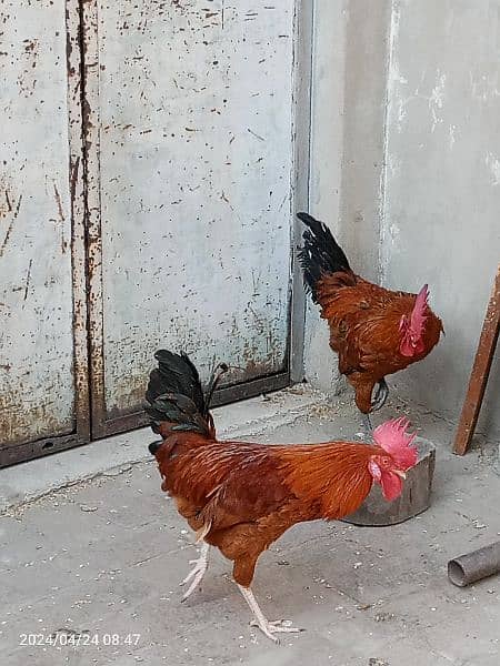 2 male hens are Available 1 year age 2