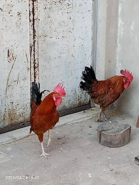 2 male hens are Available 1 year age 3
