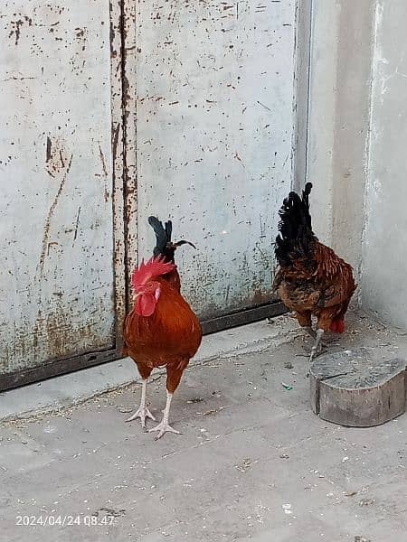 2 male hens are Available 1 year age 4