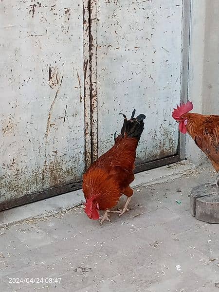2 male hens are Available 1 year age 5