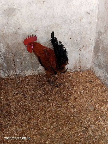 2 male hens are Available 1 year age 6