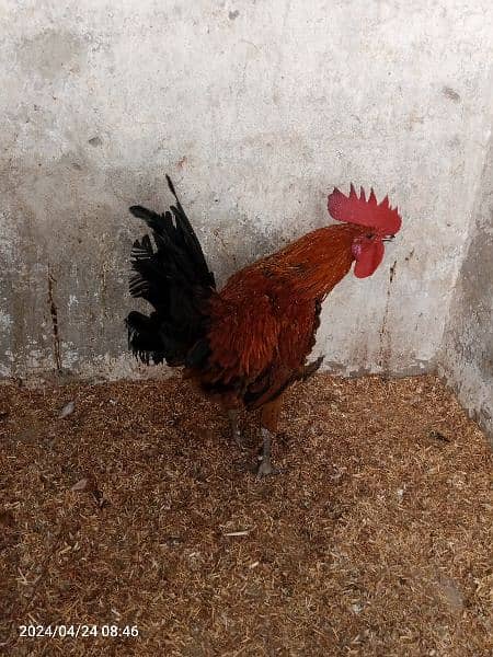2 male hens are Available 1 year age 7