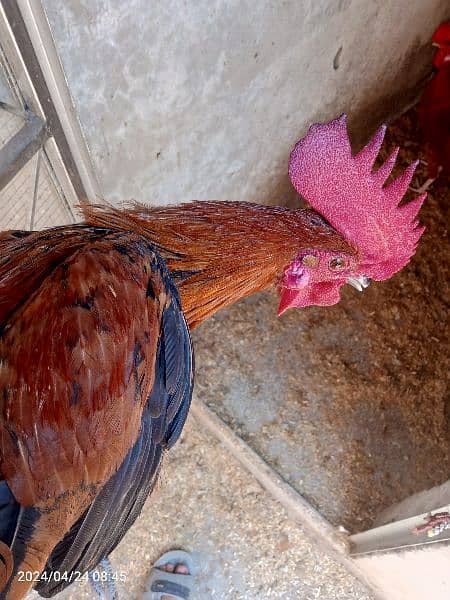 2 male hens are Available 1 year age 8