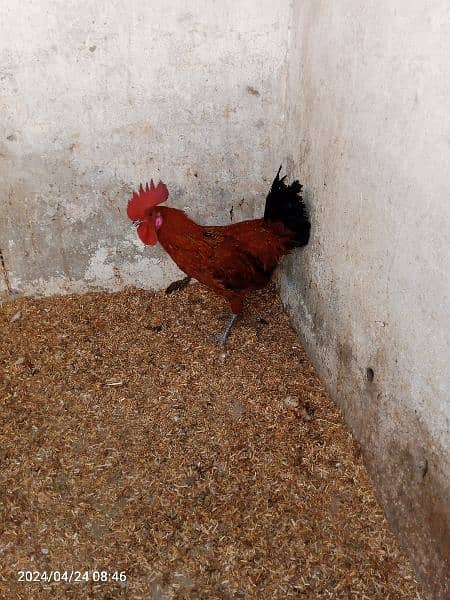 2 male hens are Available 1 year age 9